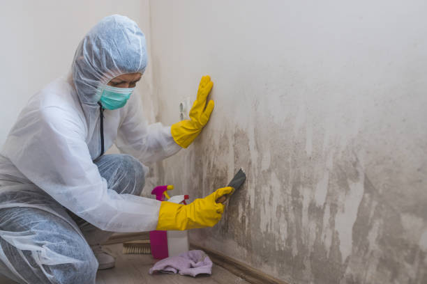 Best Biohazard Mold Removal  in Shepherdstown, WV